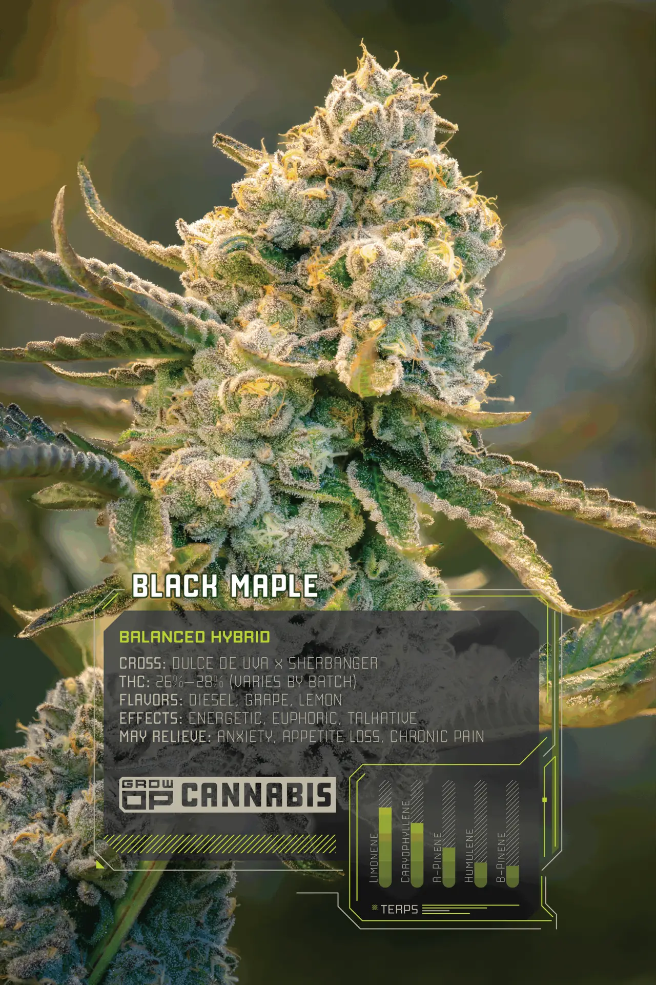 GrowOP_Flower_Infographics_Web_BM